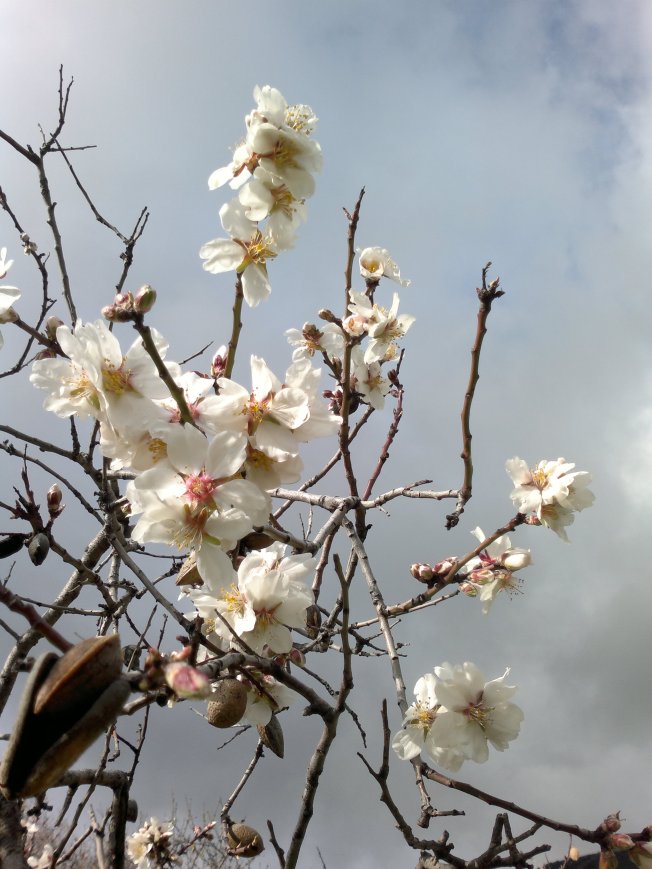 ALMOND TREES IN BLOOM 1 SIGFRIDSSON