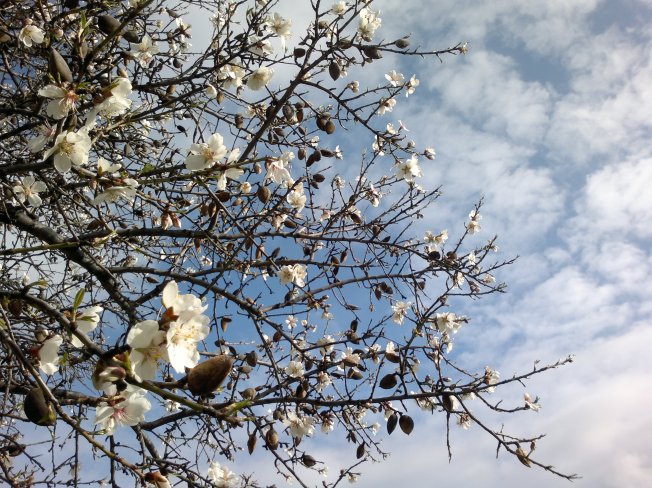 ALMOND TREES IN BLOOM