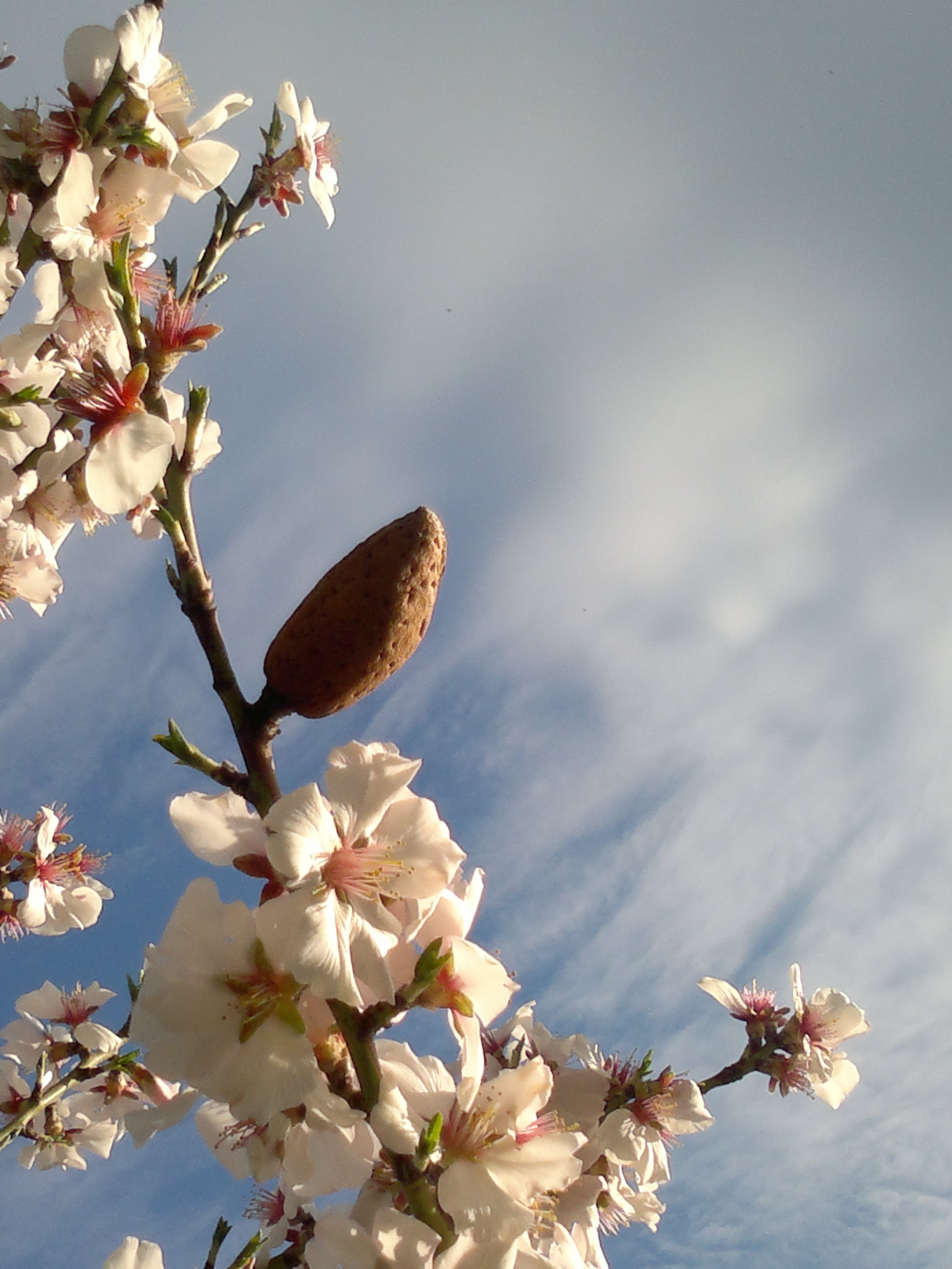 ALMOND TREES IN BLOOM - 1 SIGFRIDSSON