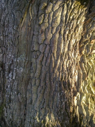 wood-oak