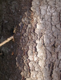 wood-spruce